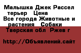 Малышка Джек Рассел терьер › Цена ­ 40 000 - Все города Животные и растения » Собаки   . Тверская обл.,Ржев г.